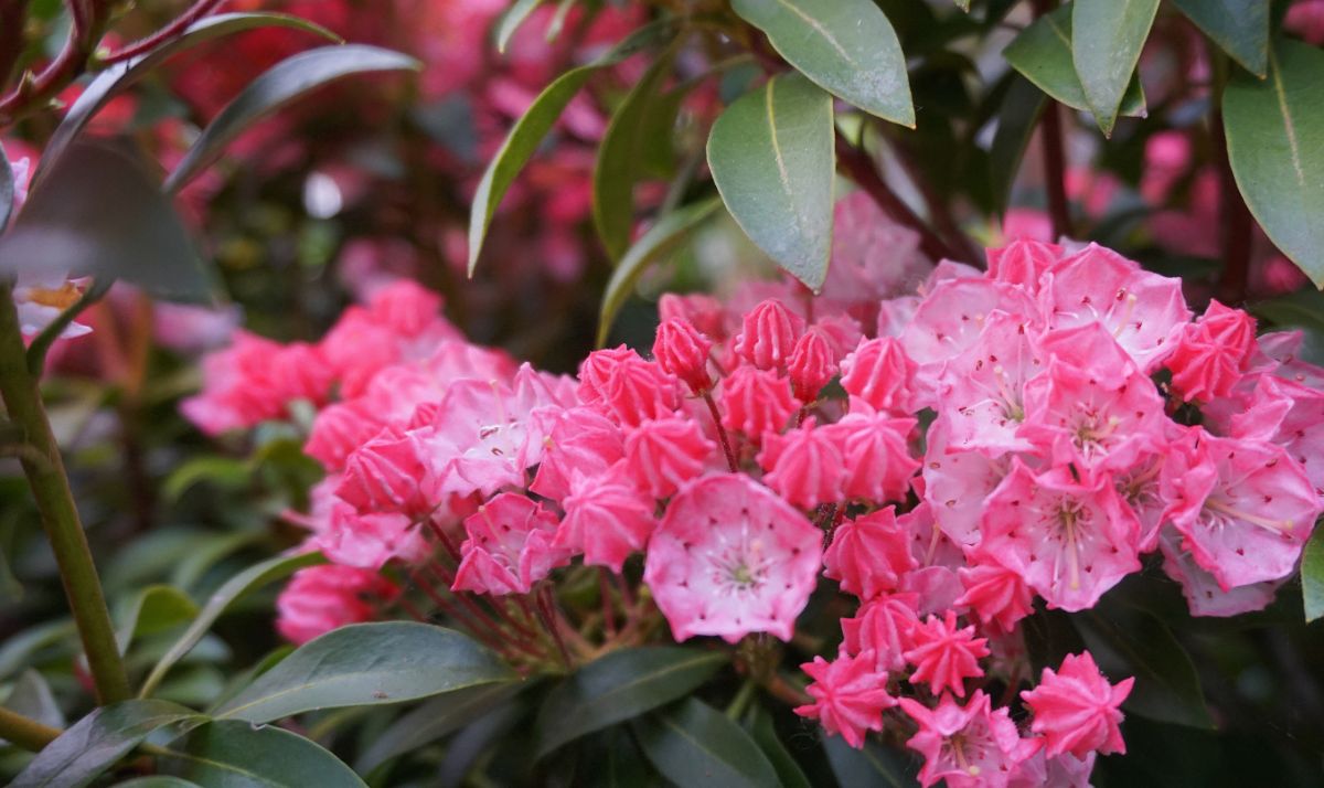 pink mountain laurel in bloom