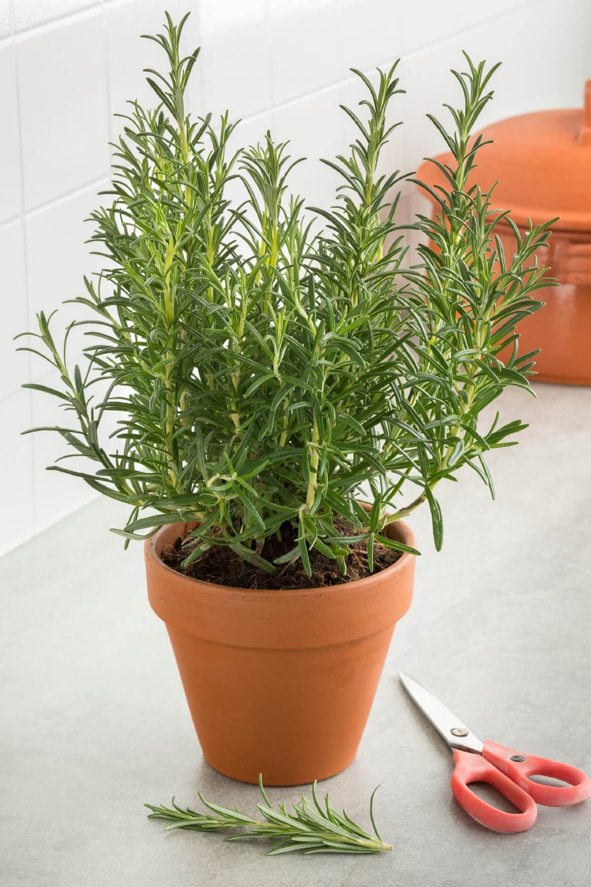 pot of rosemary in terra cotta pot