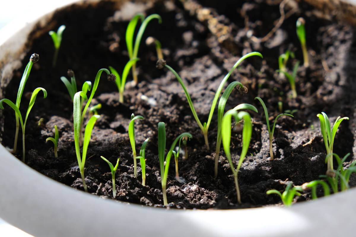 lettuce seedlings started in a pot