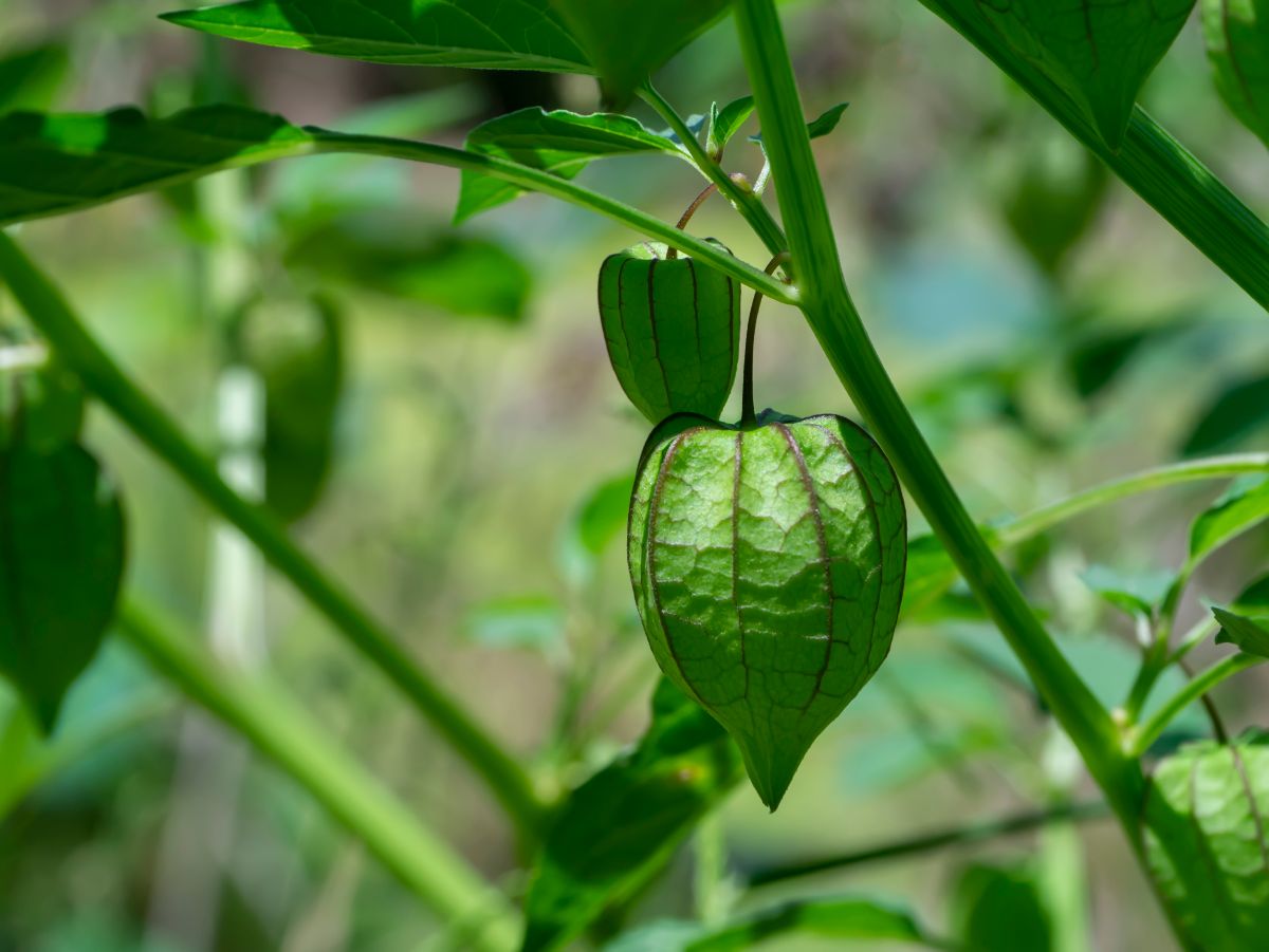 unripe green ground cherry growing on plant stem