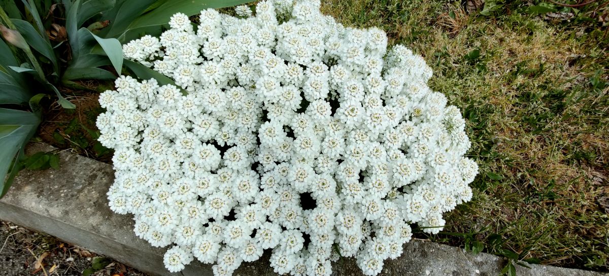 A mound of Candytuft plant in full bloom