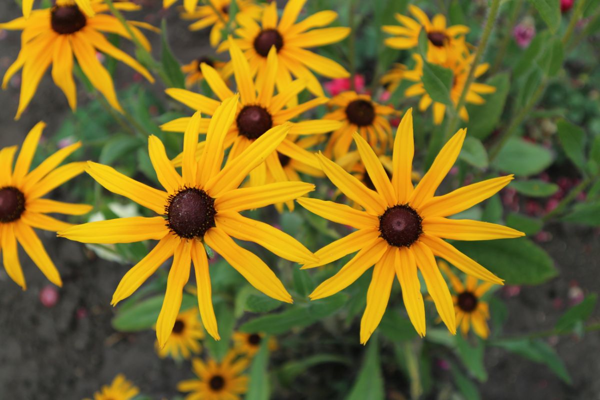 Yellow and brown Black-eyed Susan flowers, also known as orange coneflowers