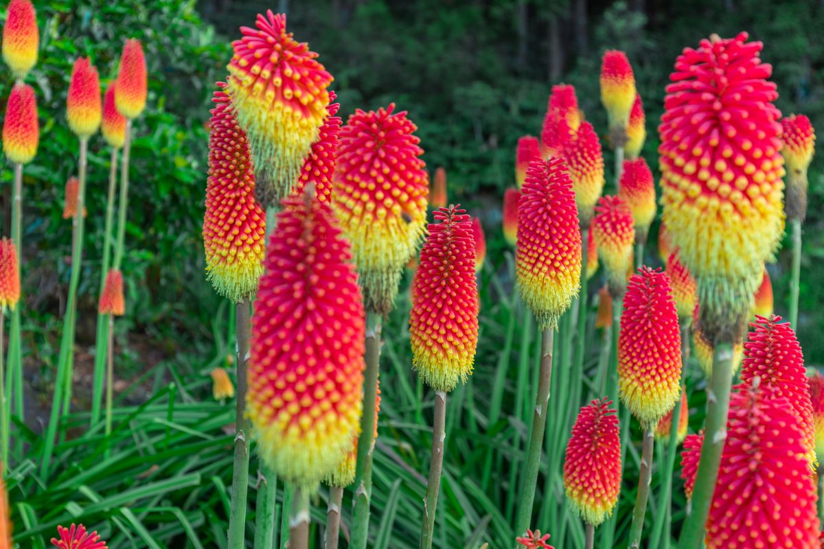 pink and yellow red hot poker flowers