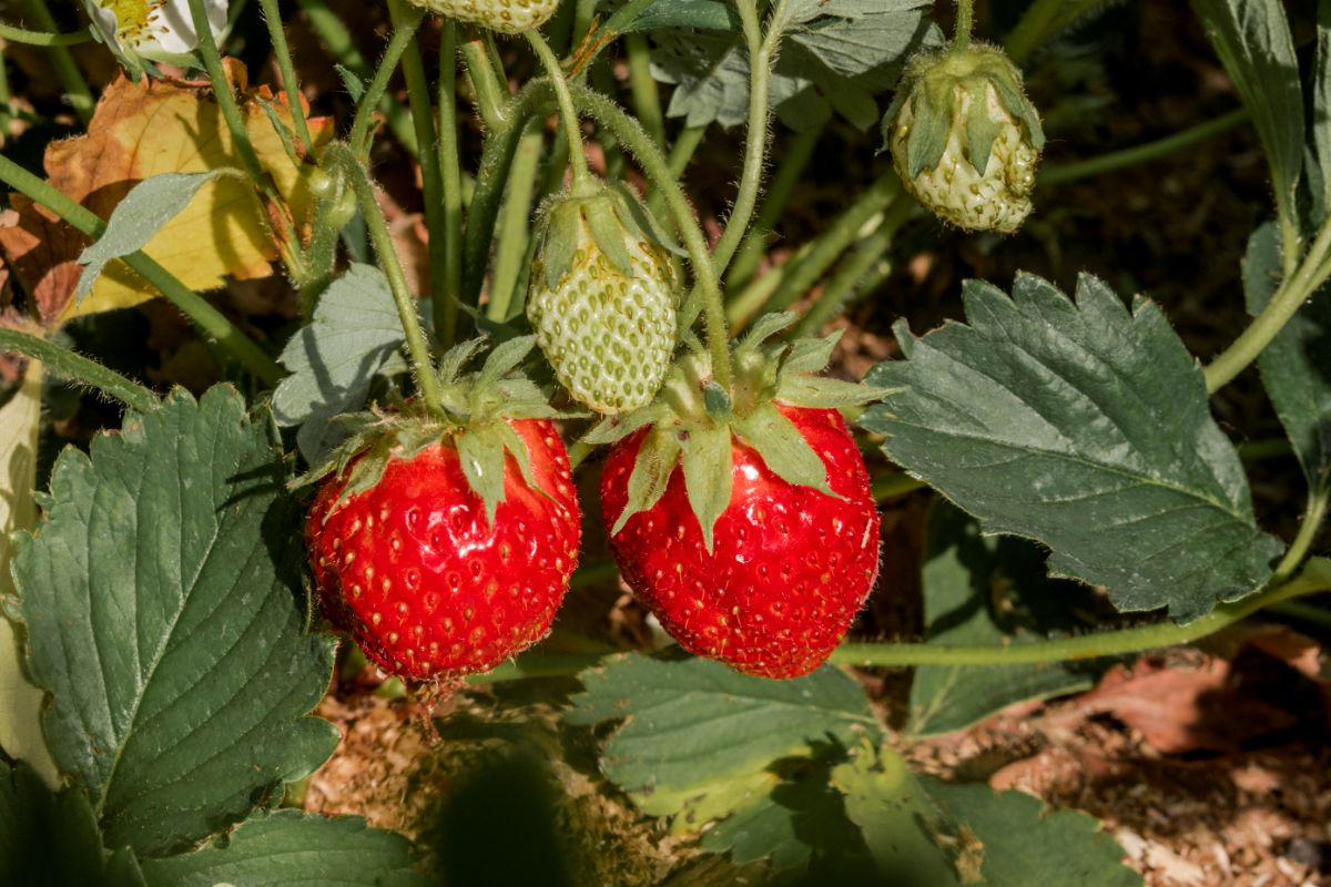 two ripe red strawberries hanging from plant with unripe next to them