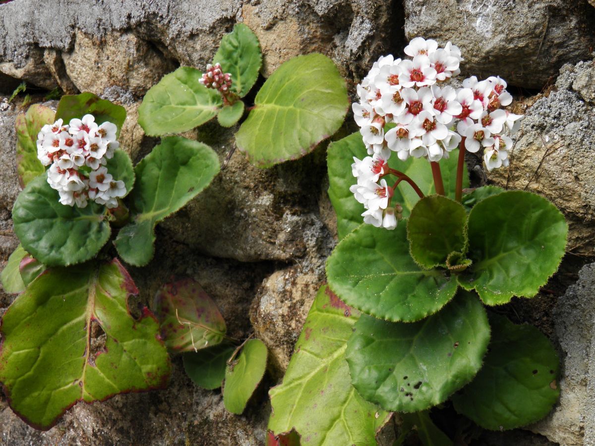 Bergenia plants growing amongst rocks in a garden