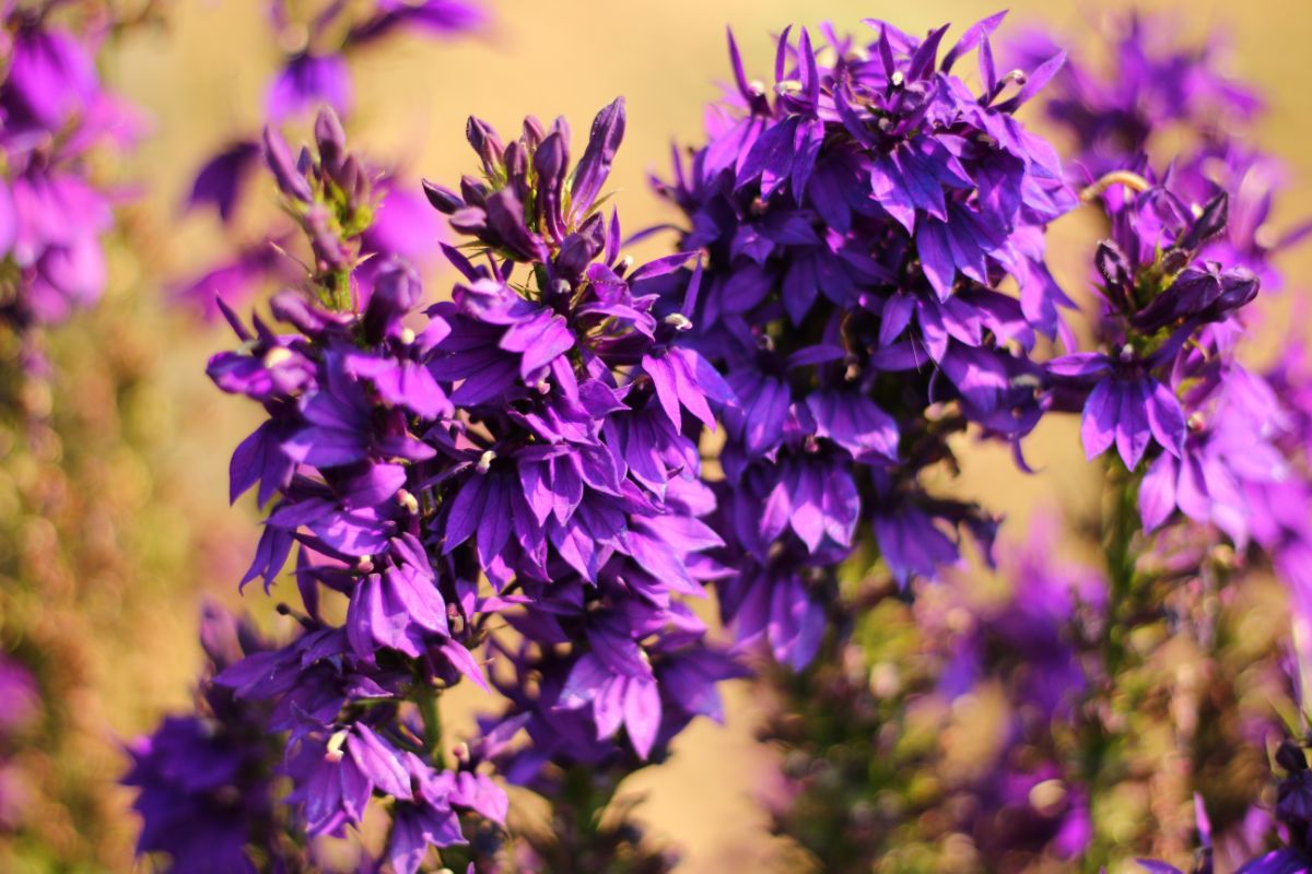 purple-blue flower clusters on Blue Cardinal Flower plant