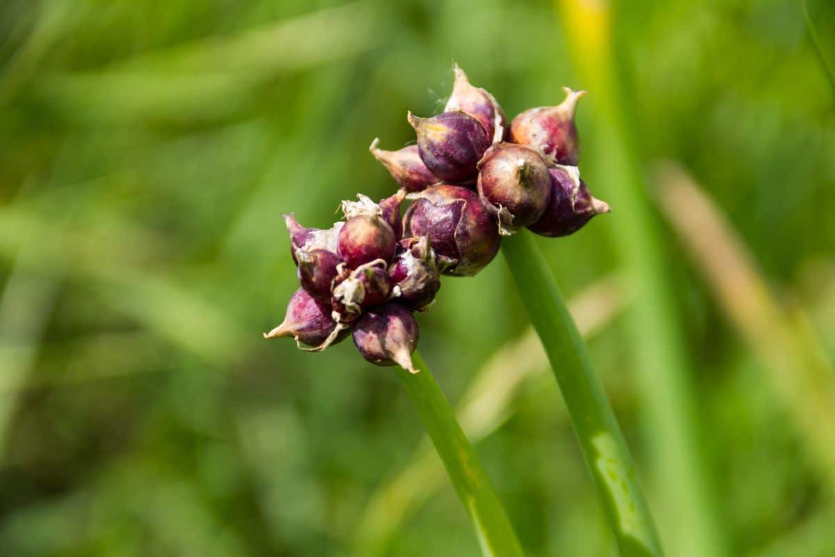 small purple bulbils atop Egyptian walking onion plant