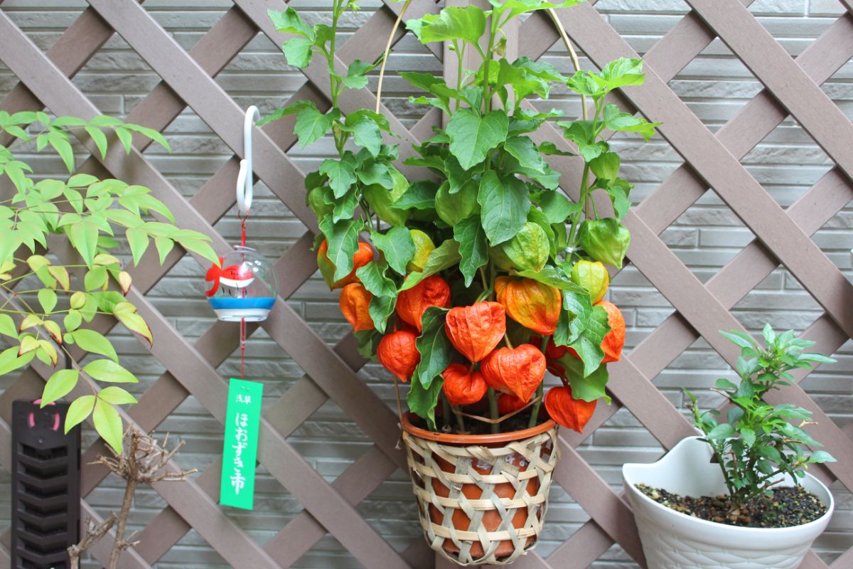 nightshade plant in container hanging on lattice