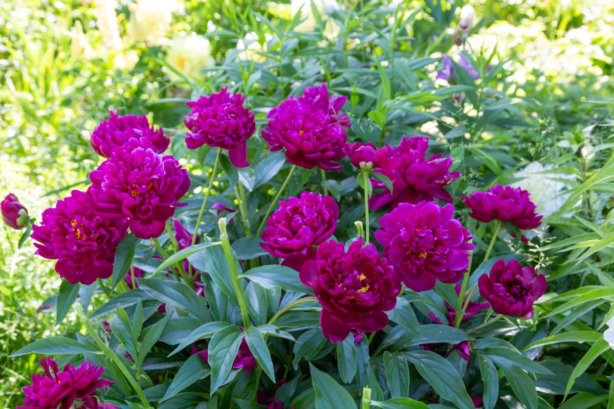 Large purple peony flowers