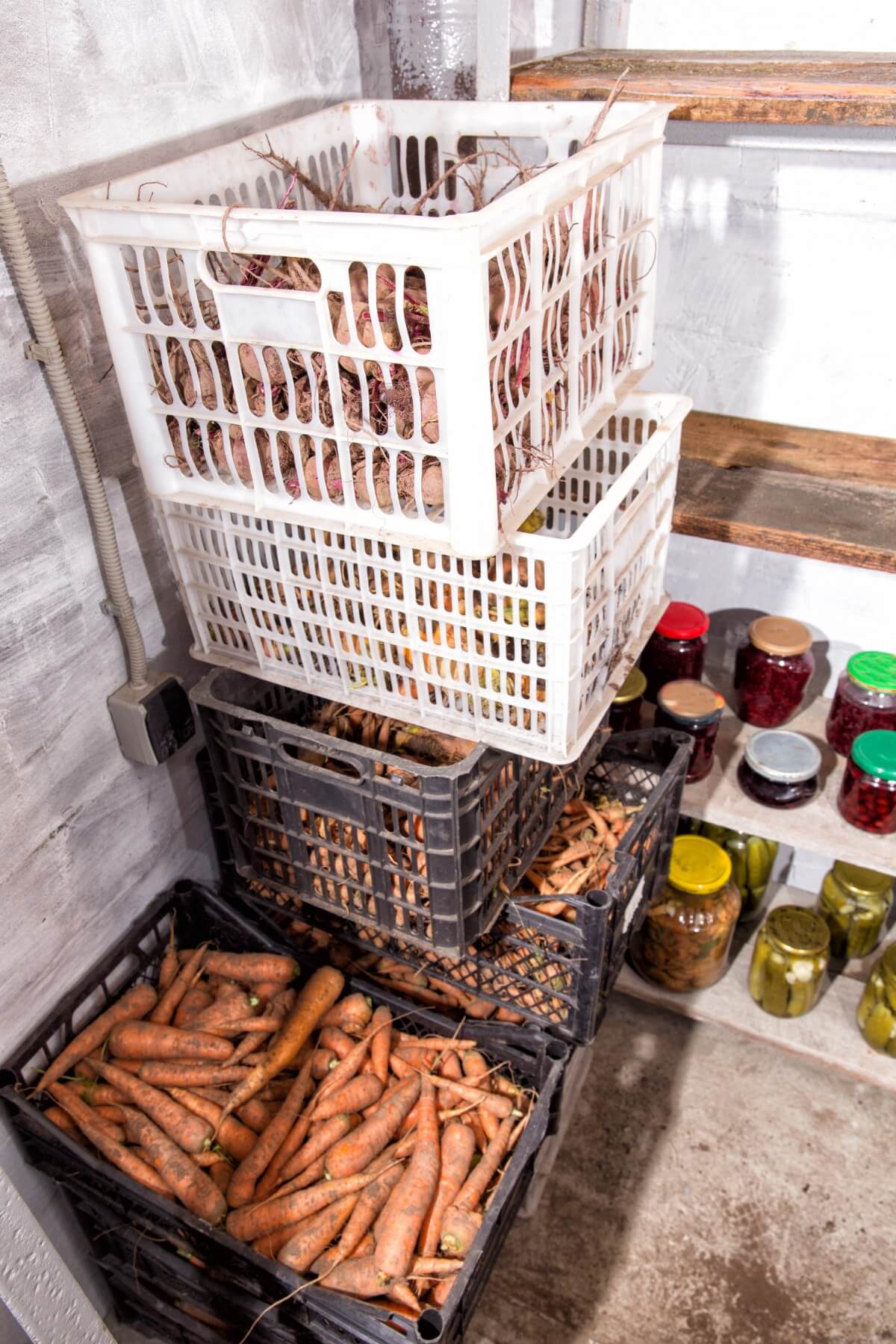 root vegetables and squash stored in cold storage room