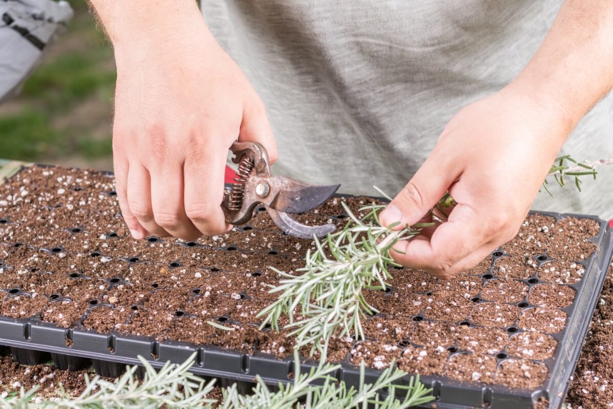 prefilled tray of soil for rooting rosemary and section of rosemary in hand