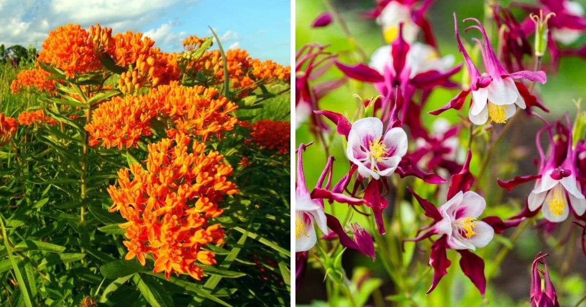 North American perennials collage photo.