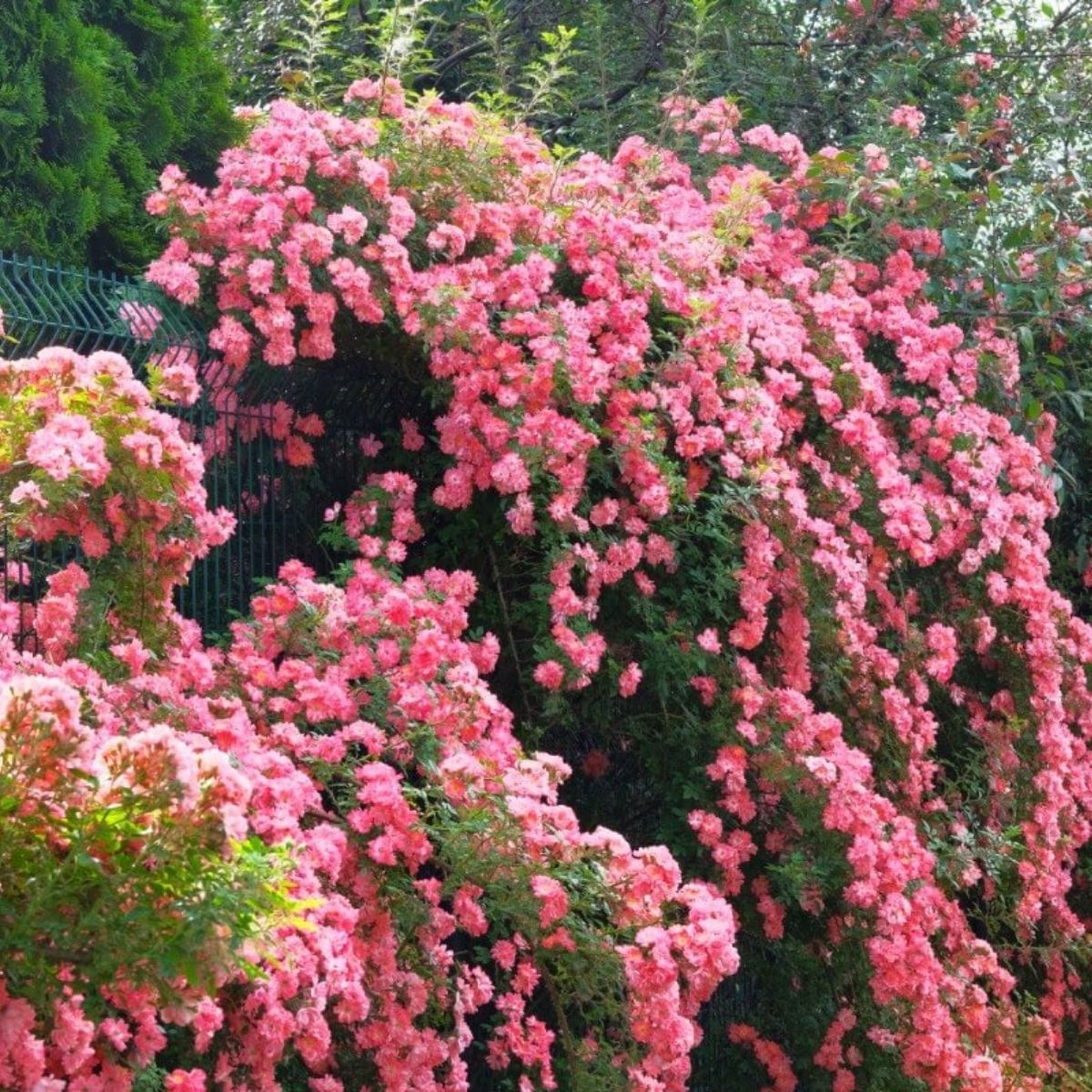 Image of Climbing rose with pink blooms