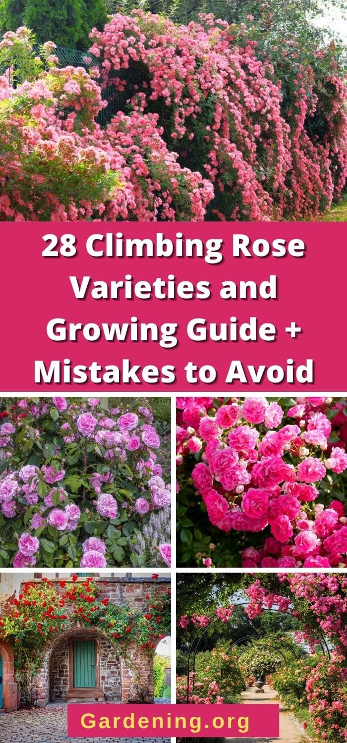 28 Climbing Rose Varieties and Growing Guide + Mistakes to Avoid