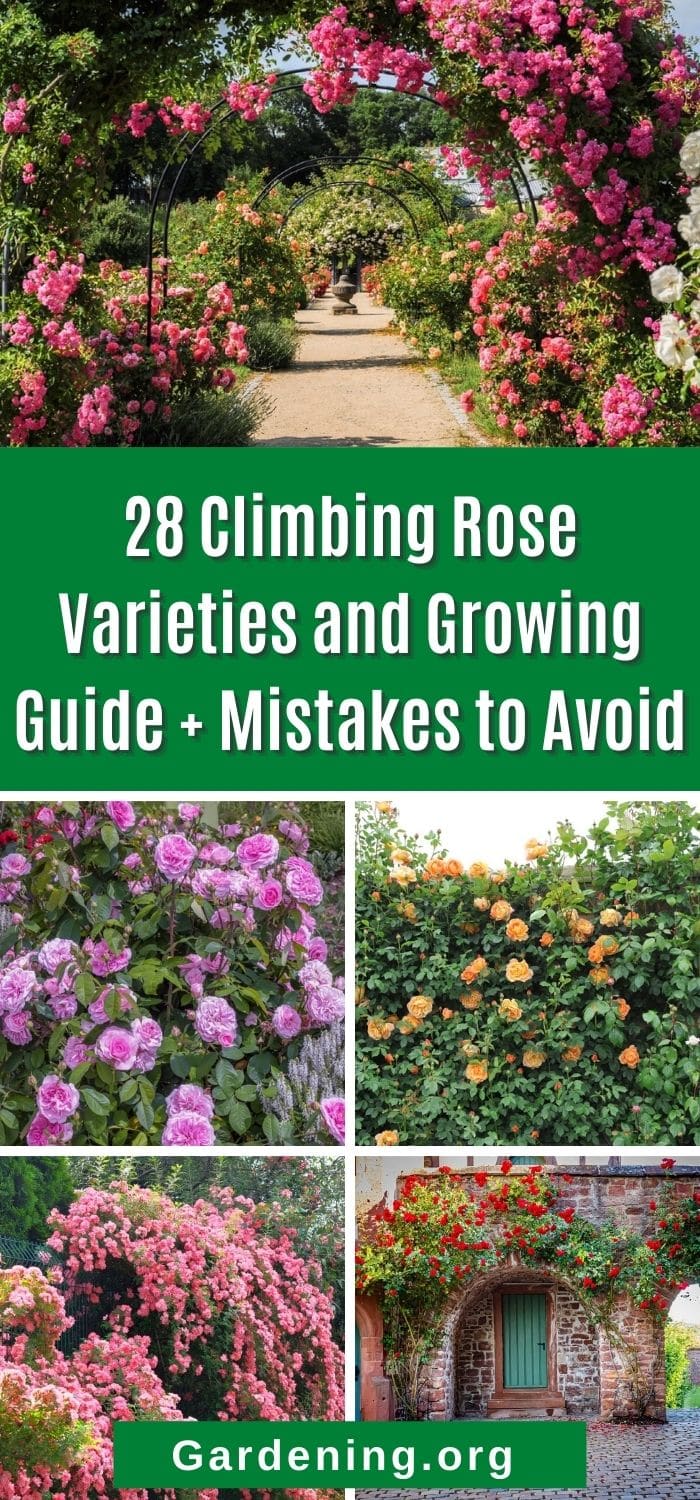 28 Climbing Rose Varieties and Growing Guide + Mistakes to Avoid
