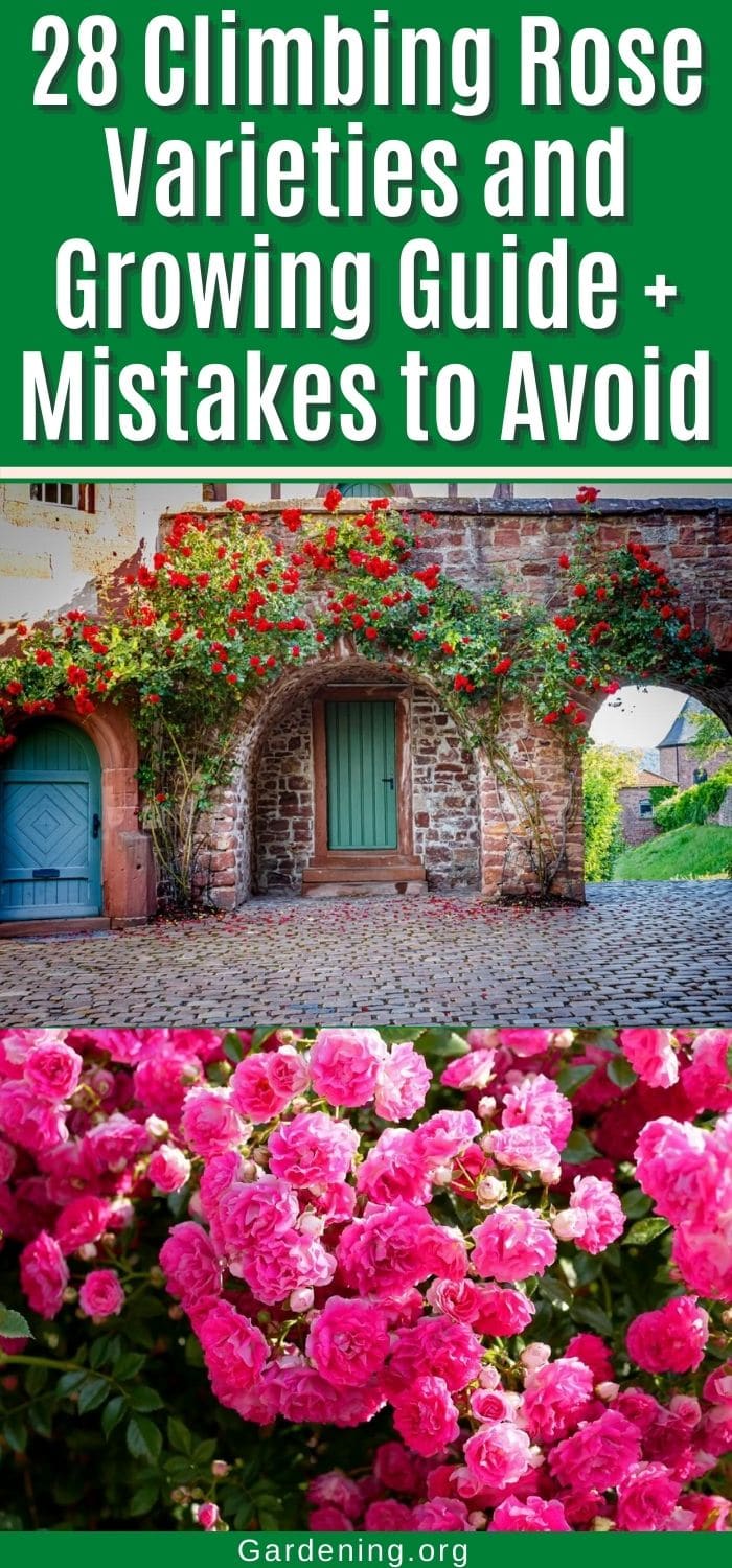28 Climbing Rose Varieties and Growing Guide + Mistakes to Avoid