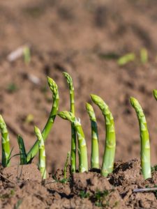 cropped-3-Asparagus-Asparagus-officinalis.jpg