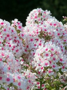 cropped-7-Creeping-Phlox-Phlox-subulata.jpg