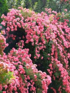 Climbing roses featured image