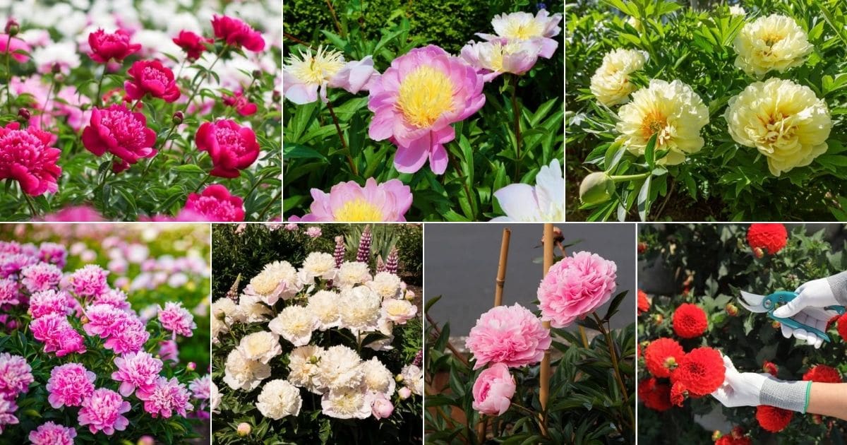Collage of beautiful blooming peonies.