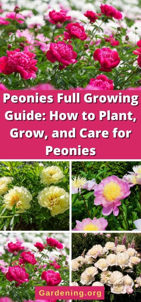 Peonies Full Growing Guide: How to Plant, Grow, and Care for Peonies pinterest image.