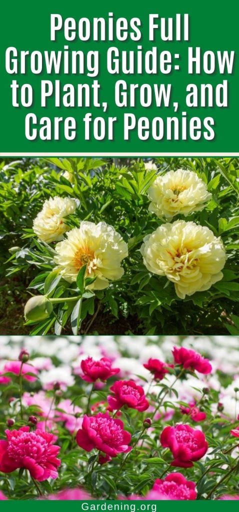 Peonies Full Growing Guide: How to Plant, Grow, and Care for Peonies pinterest image.