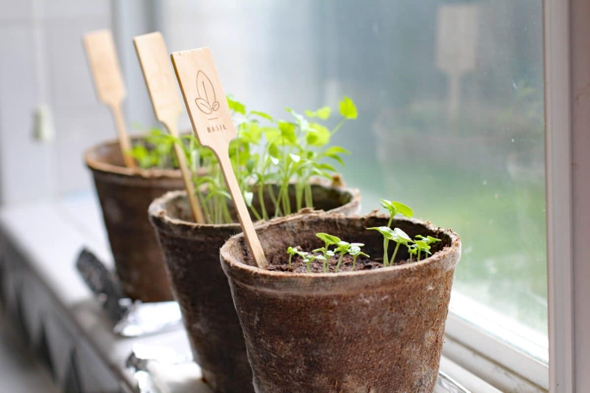 herbs planted in separate pots