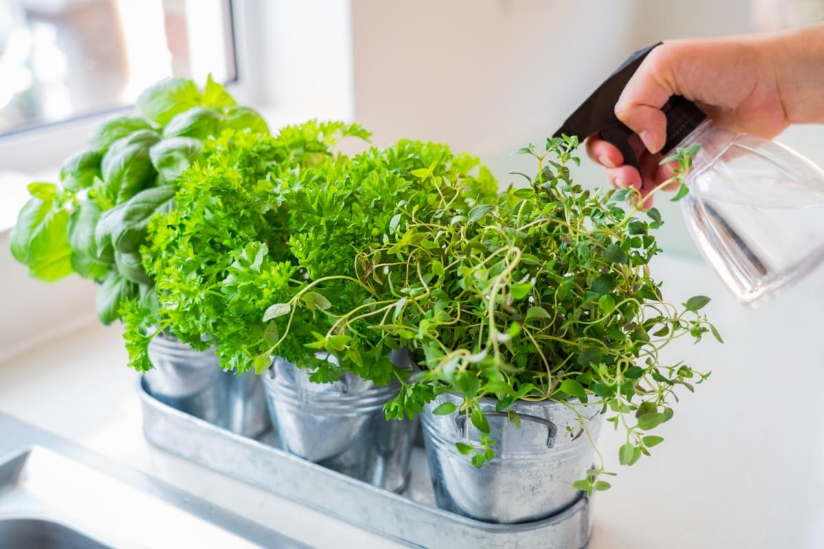 spritzing fresh herbs growing indoors