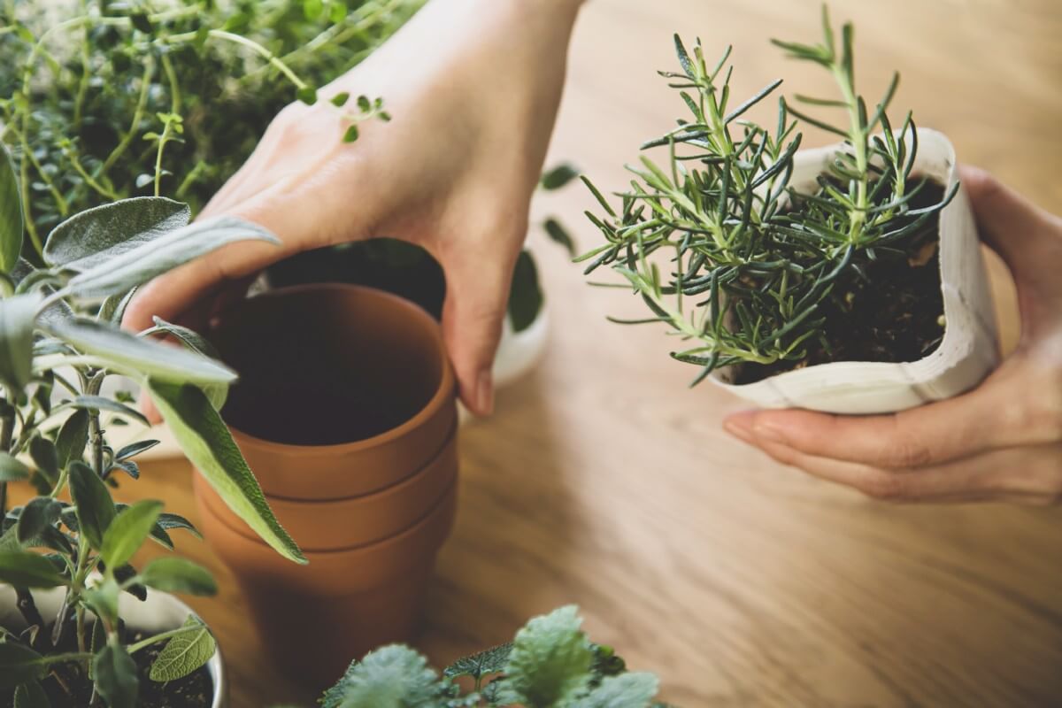 repotting herb plants