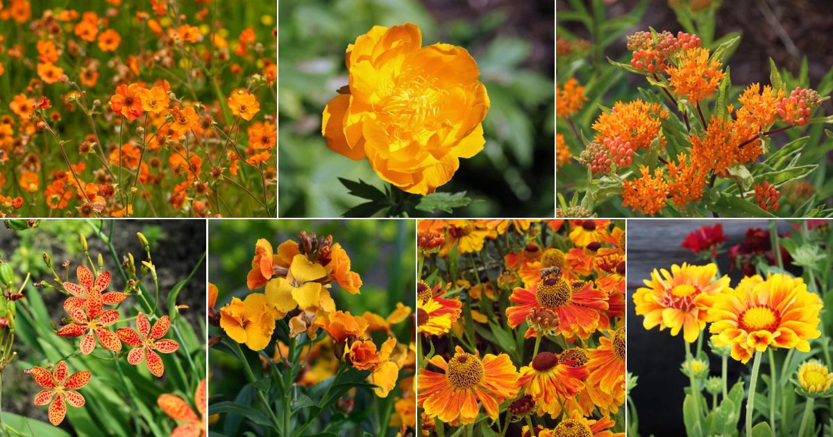 Collage of eye catching perennials.