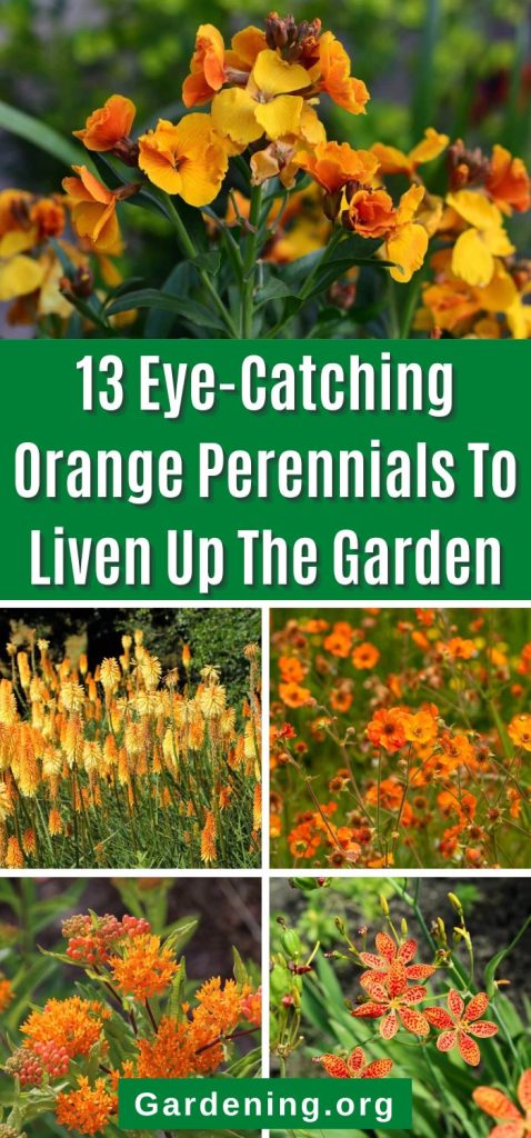 13 Eye-Catching Orange Perennials To Liven Up The Garden pinterest image.