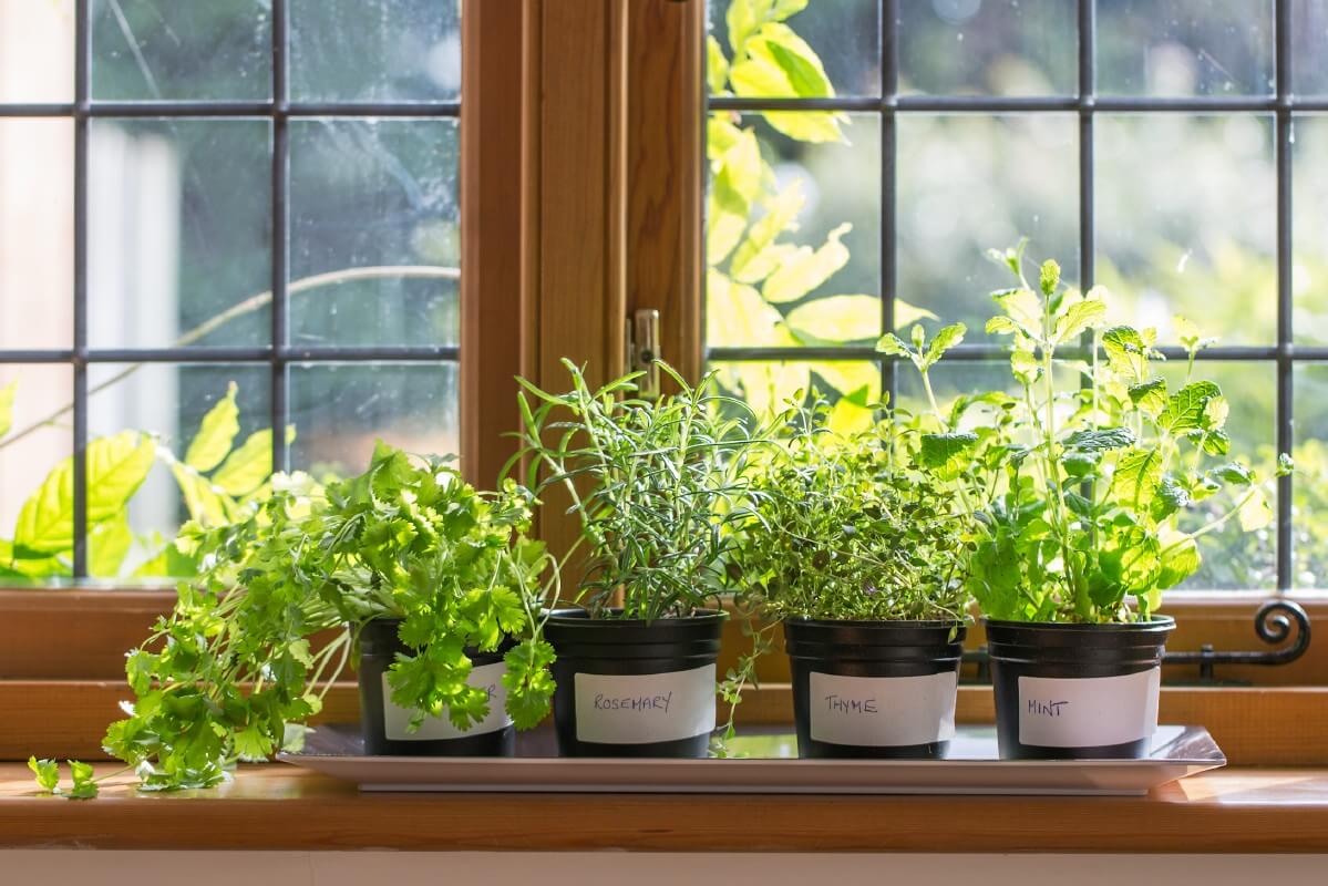 collection of herbs growing on windowsill
