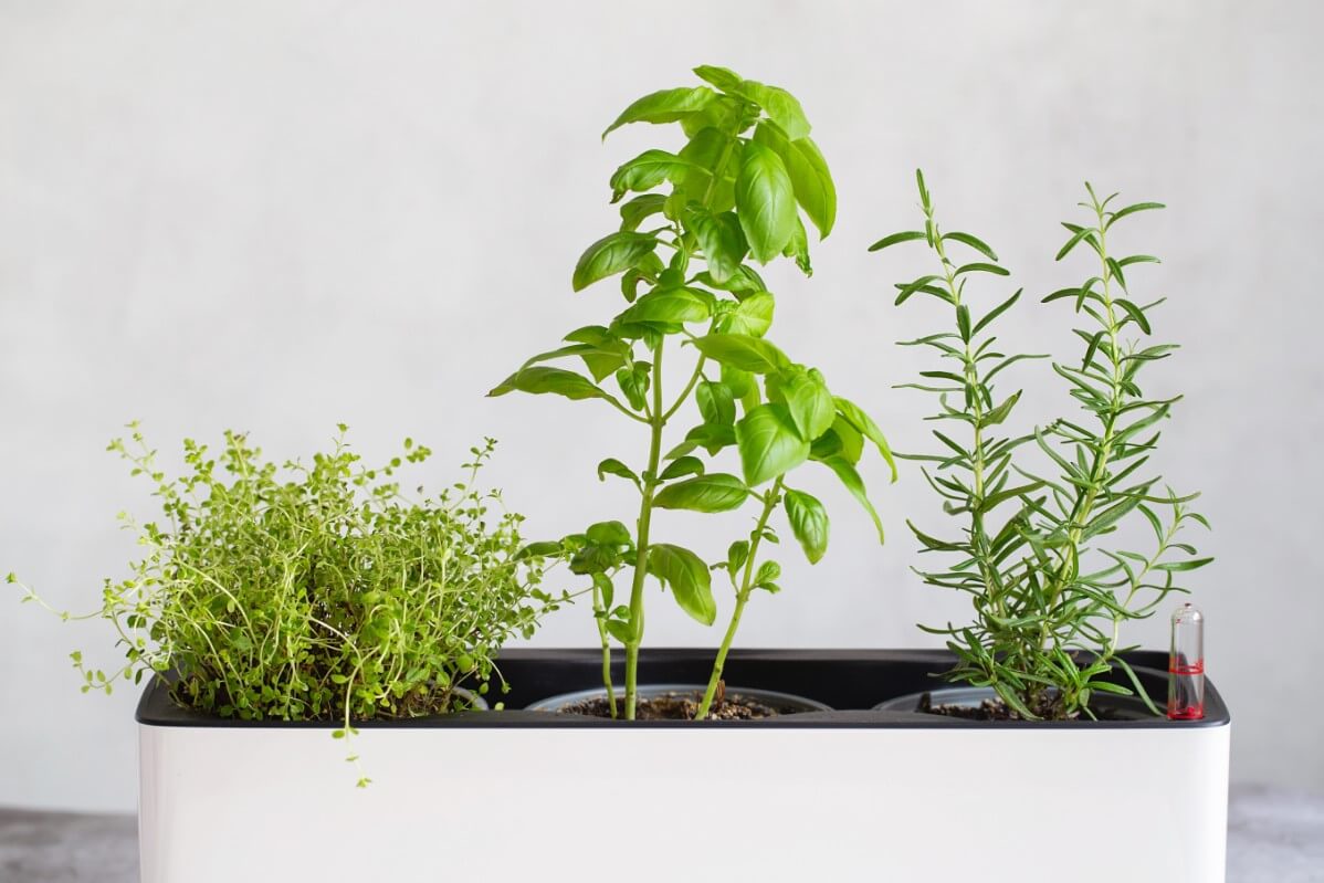 potted herb plants in the kitchen