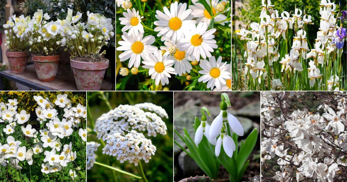 Collage of beautiful blooming white flowers.