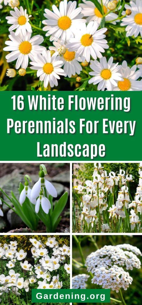 16 White Flowering Perennials For Every Landscape pinterest image.