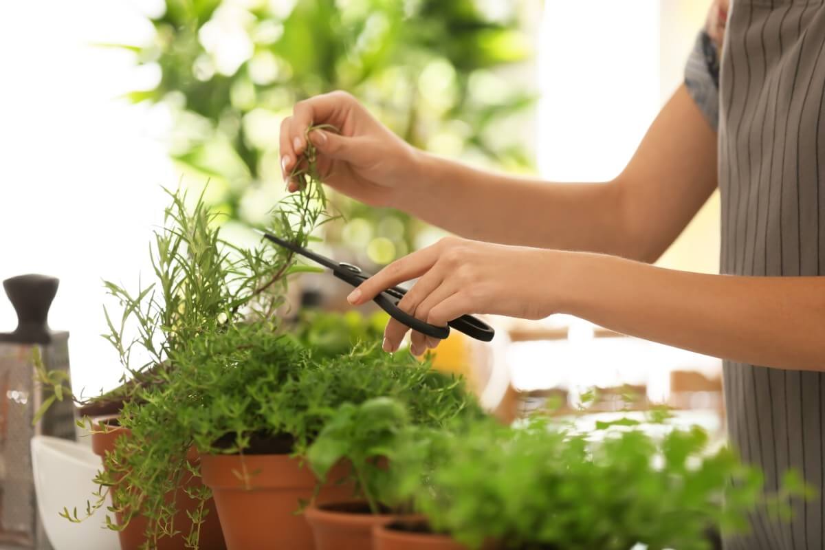 harvesting indoor herbs