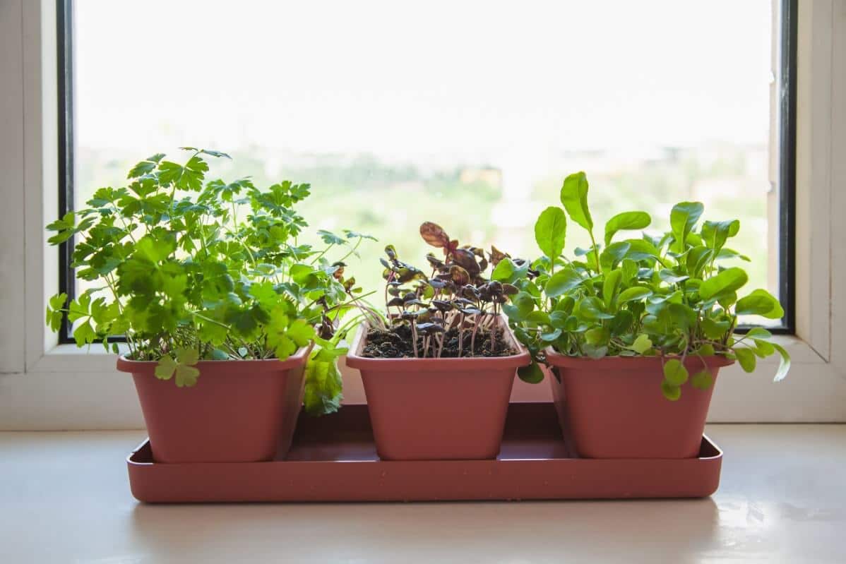 potted herbs placed on tray for humidity control