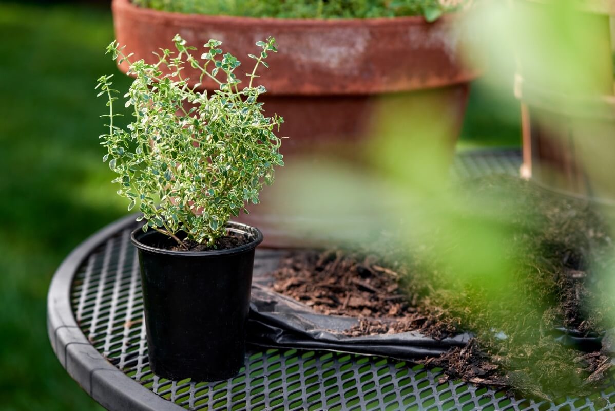 moving indoor herbs outside to grow