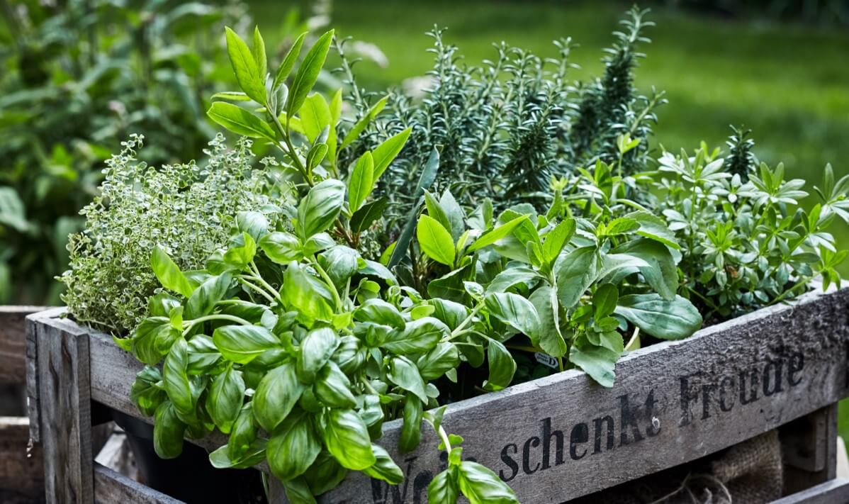 crate of herbs being brought inside