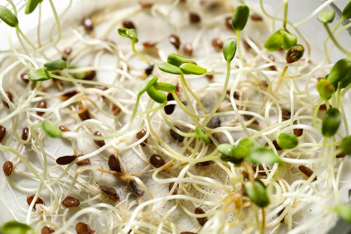 seeds sprouting on paper towel