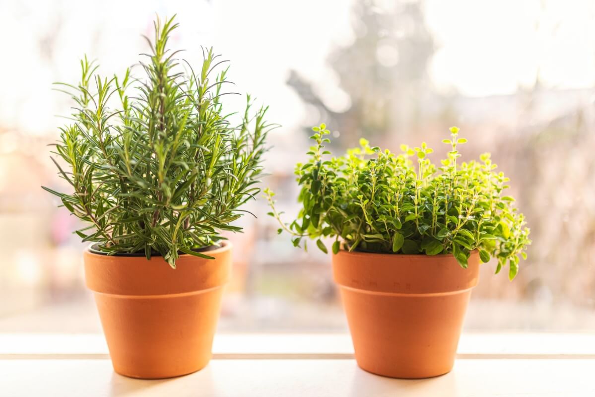 rosemary and herb plants in sunny window