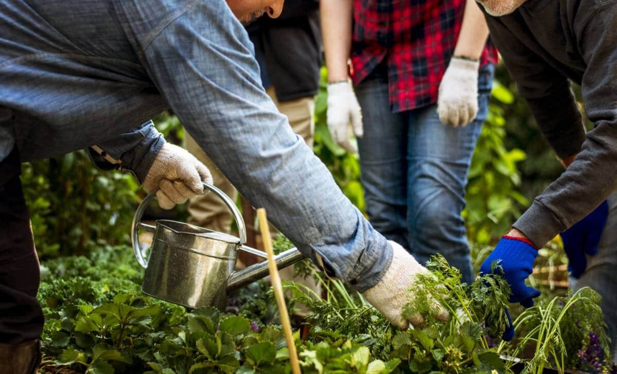 community garden group discussing plants