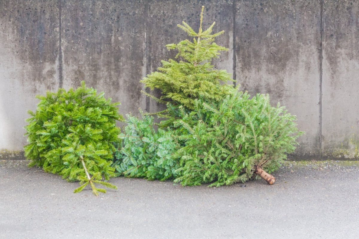 old Christmas trees ready to be discarded