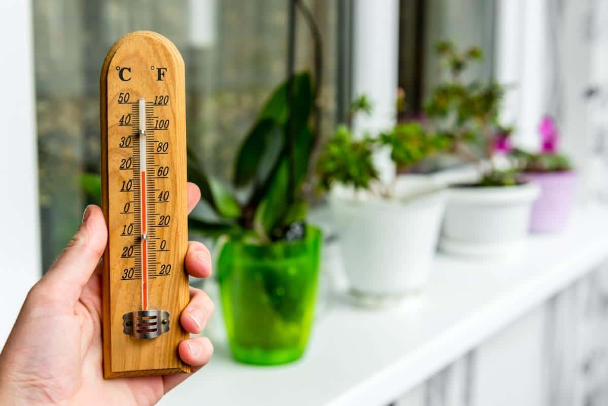 thermometer next to herb plants indoors