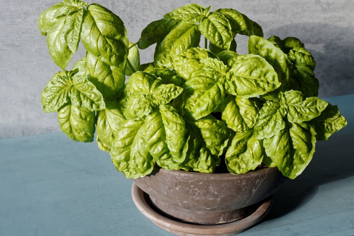 basil growing indoors in pot