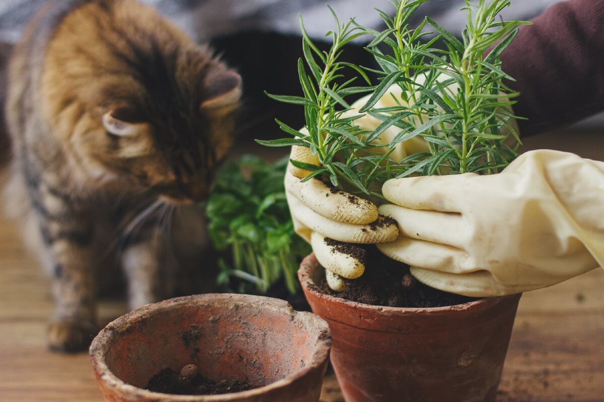 dividing and replanting rosemary plant