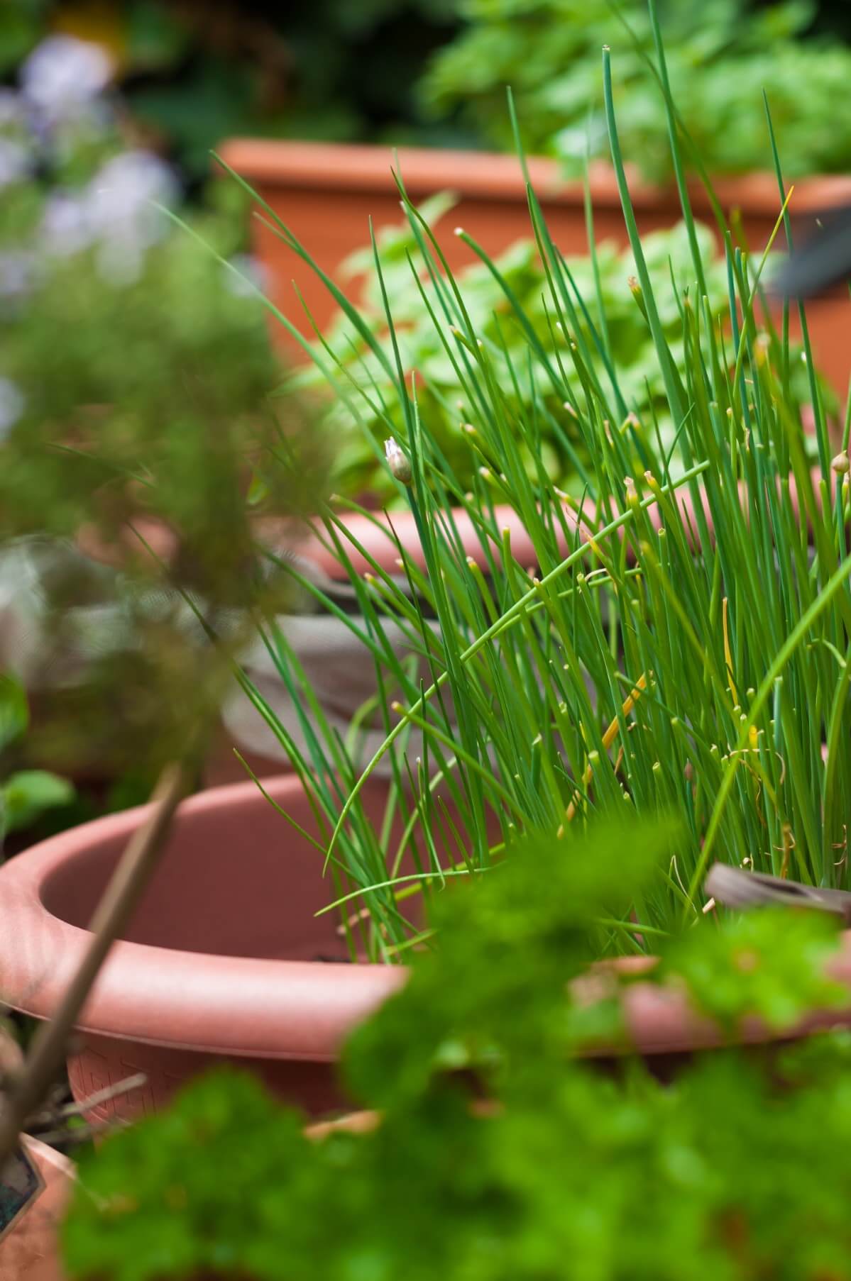 herbs growing in containers