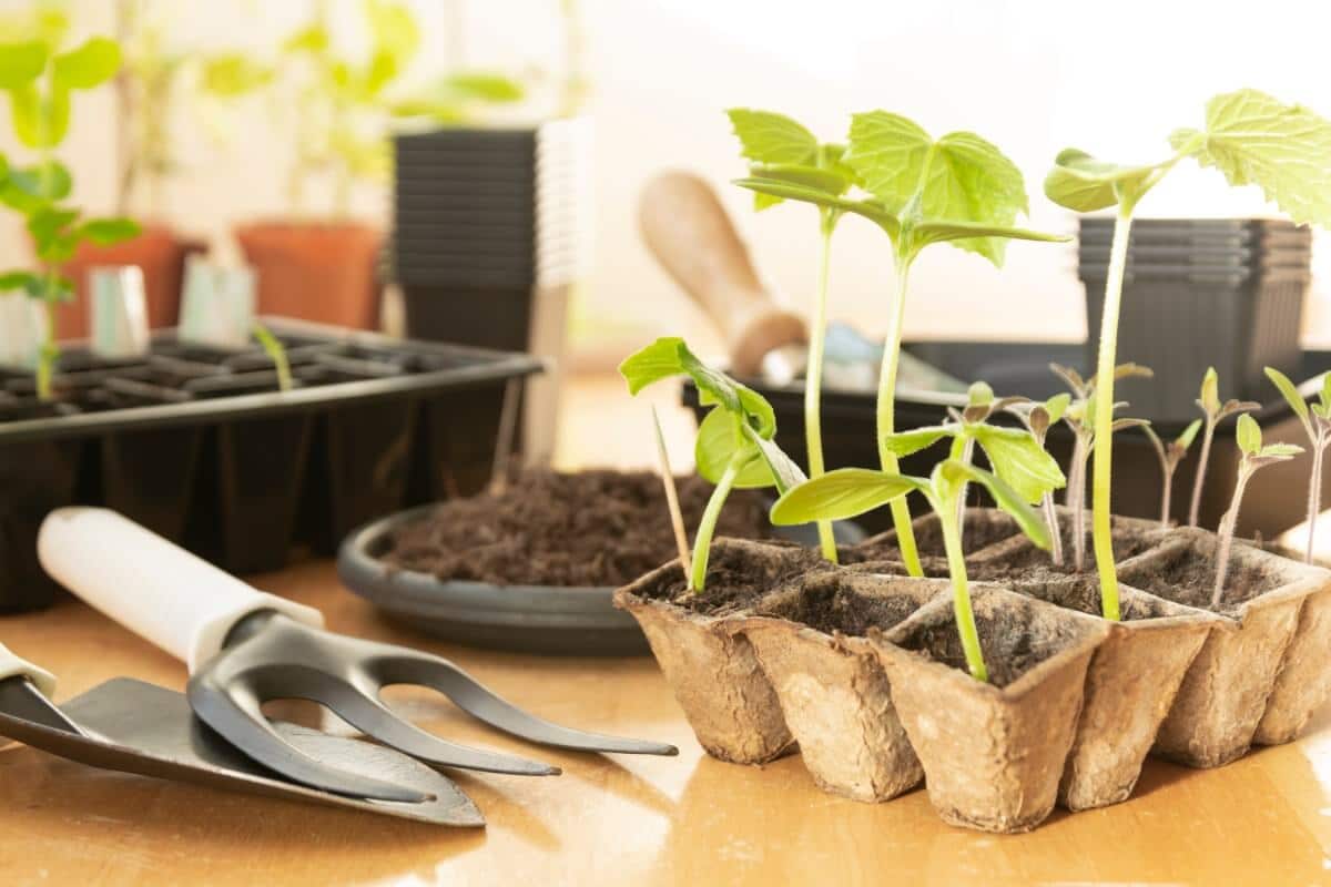 seedlings and potting supplies