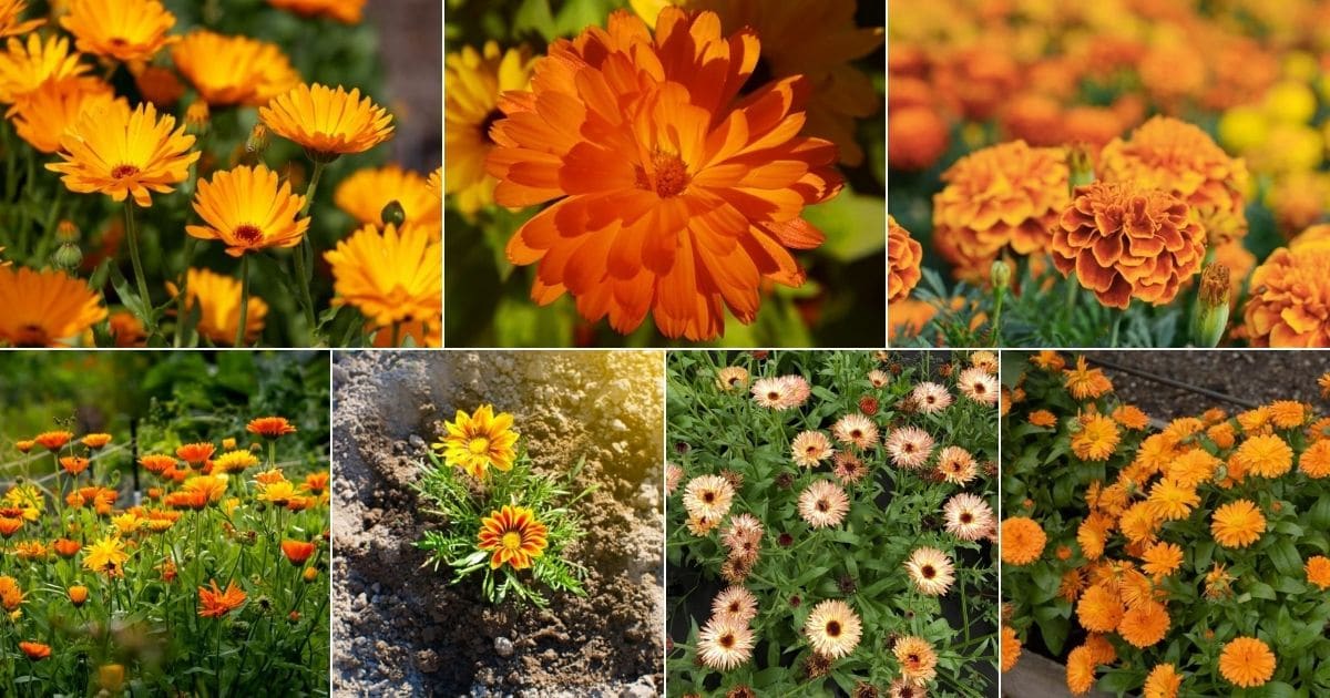 Collage of beautiful blooming calendulas.