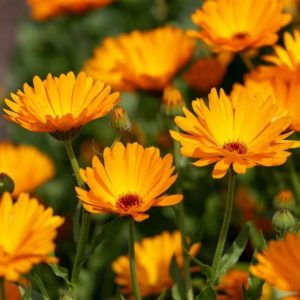 BLooming calendulas on sunny day.